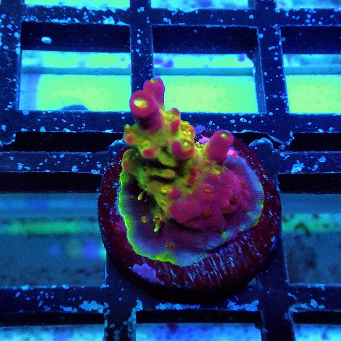 REx Rainbow Worms Acro