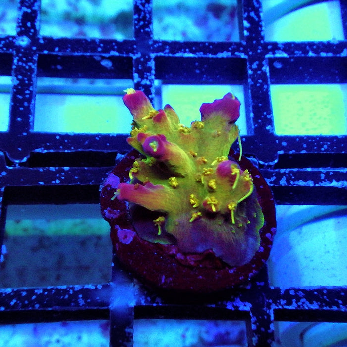 REx Rainbow Worms Acro