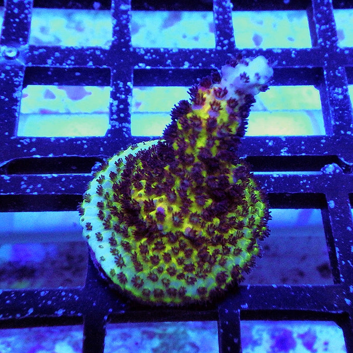 Acro Frag Aquaculture