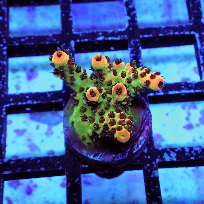 Acro Frag Aquaculture