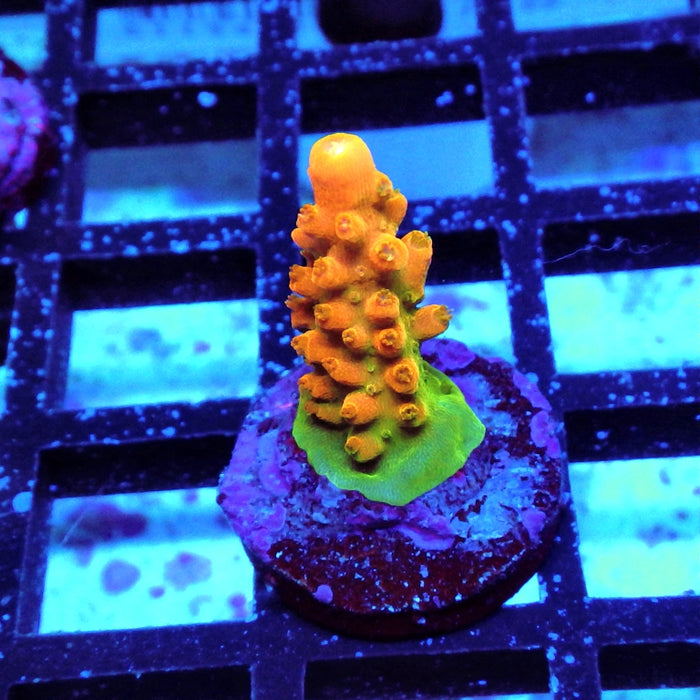 Acro Frag Aquaculture