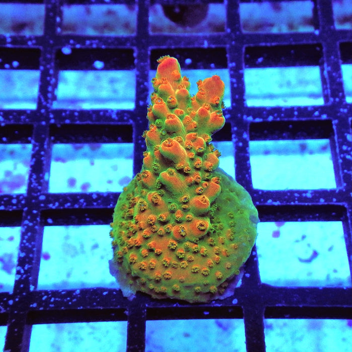 Acro Frag Aquaculture
