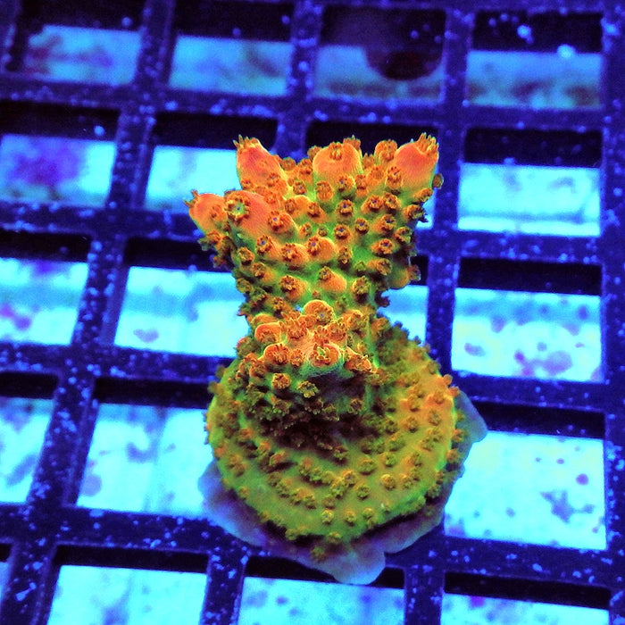 Acro Frag Aquaculture