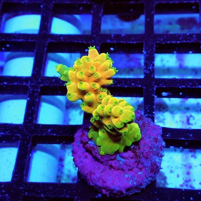 Acro Frag Aquaculture