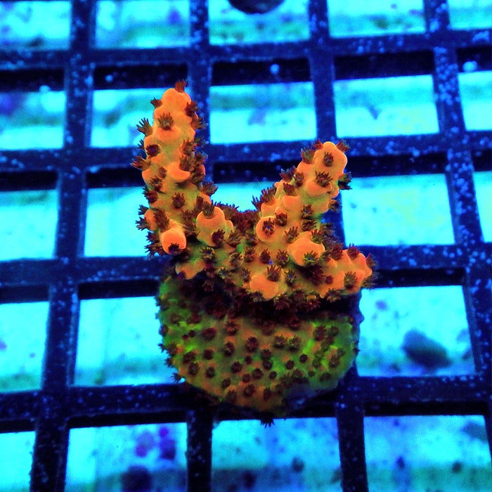 Acro Frag Aquaculture