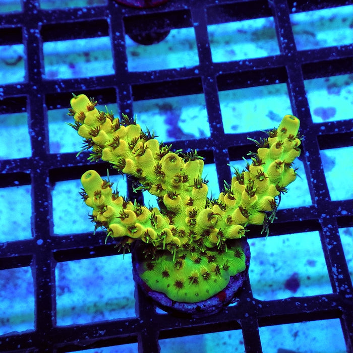 Acro Frag Aquaculture