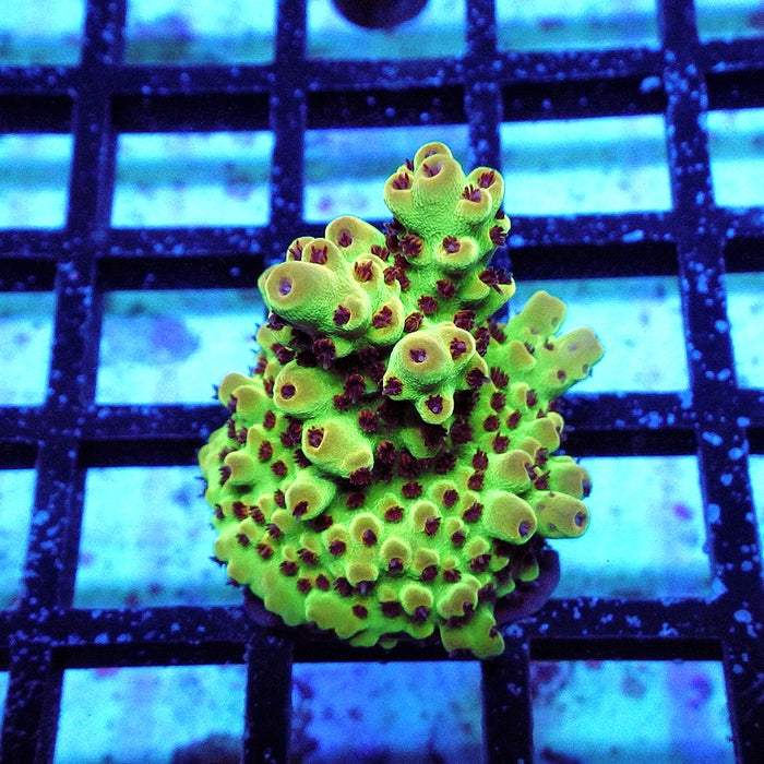 Acro Frag Aquaculture