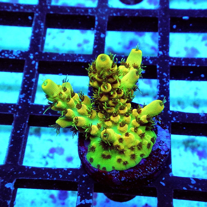 Acro Frag Aquaculture