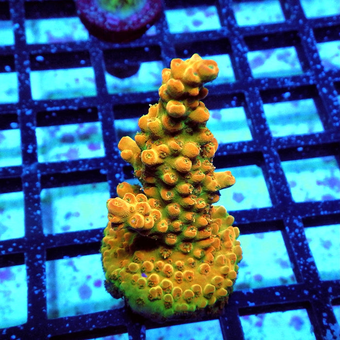 Acro Frag Aquaculture