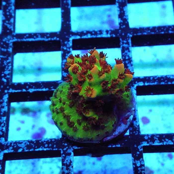 REx Fuzzy Red Happiness Acro