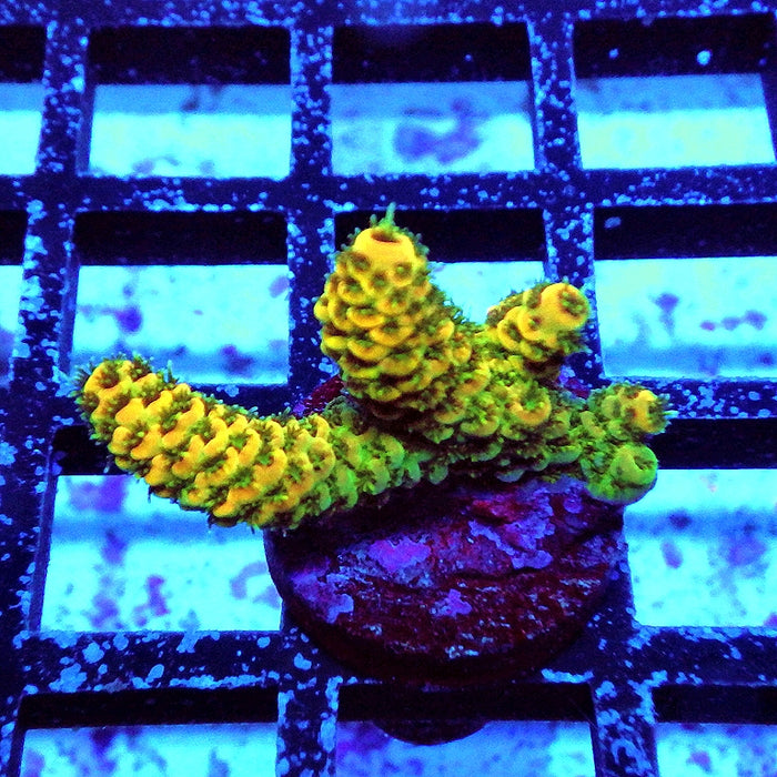 REx Triple Crazy Contrast Mille