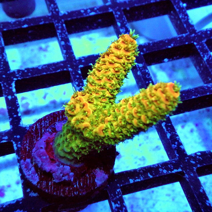 REx Triple Crazy Contrast Mille