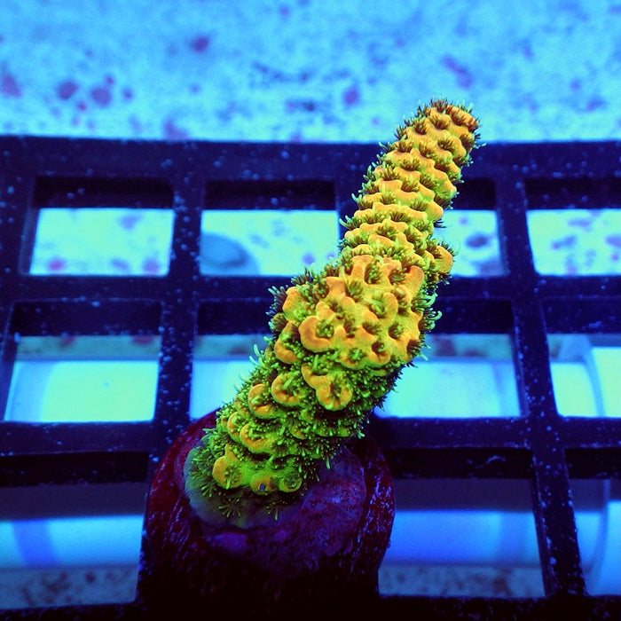REx Triple Crazy Contrast Mille