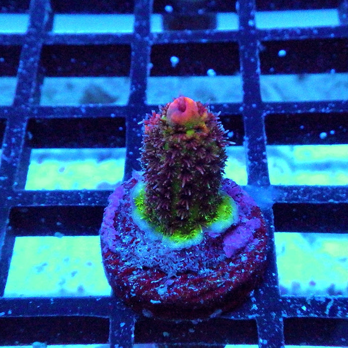 Acro Frag Aquaculture