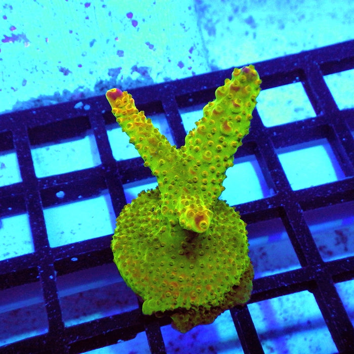 Acro Frag Aquaculture