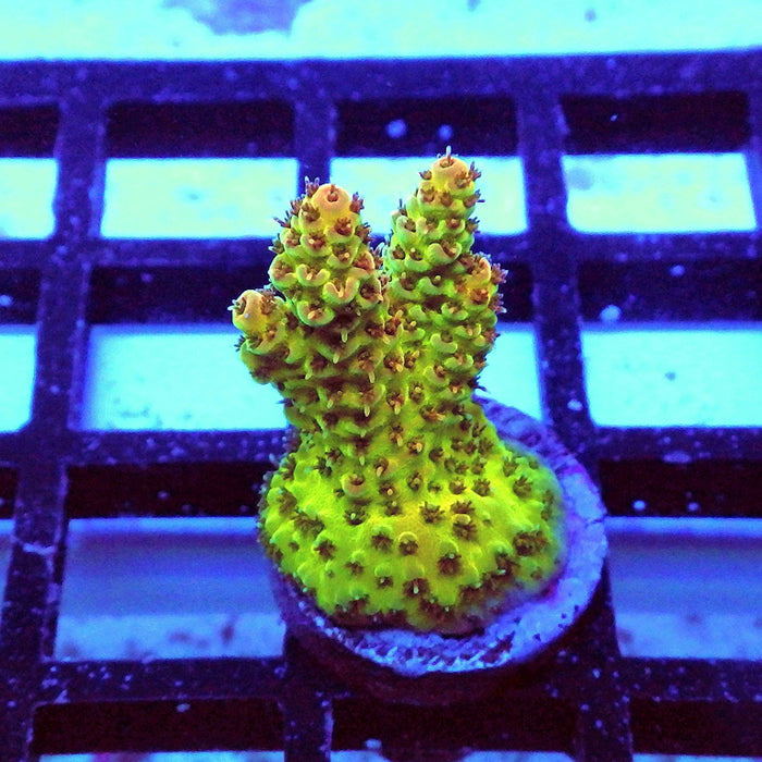 Acro Frag Aquaculture