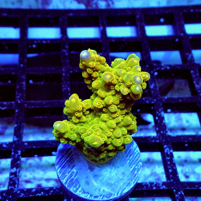Acro Bright Pink Tips