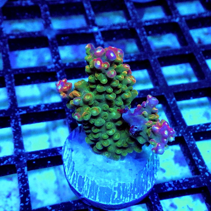 Acro Bright Pink Violet Tips