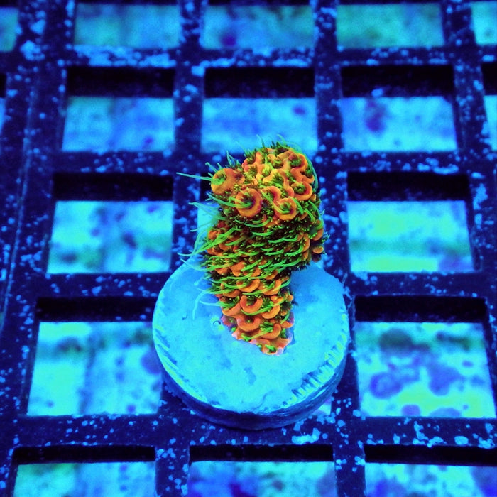 Millepora RAR Crazy Rainbow Premium