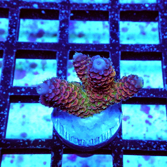 Millepora Purple Tricolor Ultra