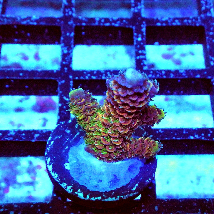 Millepora Purple Tricolor Ultra