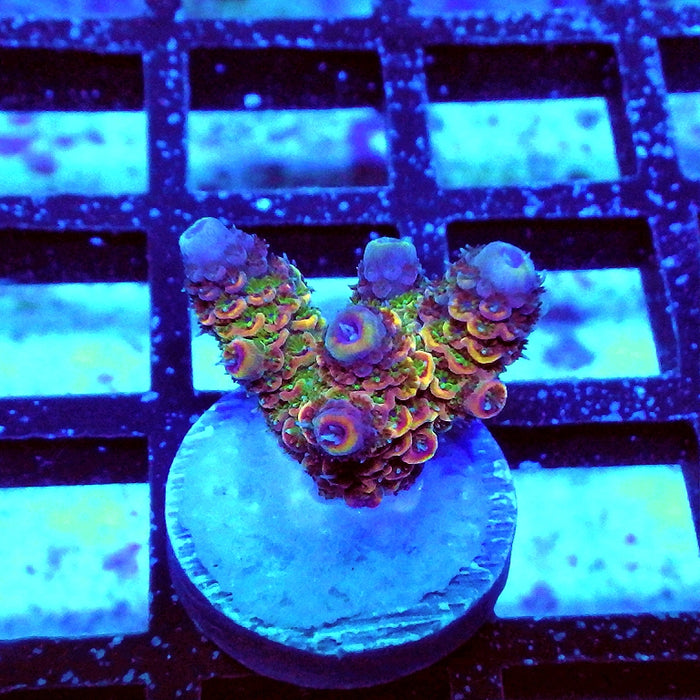 Millepora Purple Tricolor Ultra
