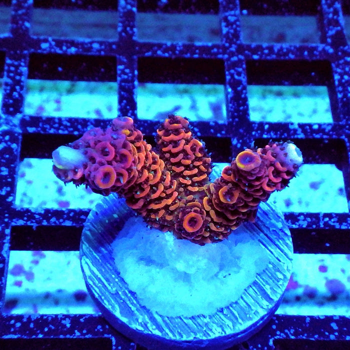 Millepora Rainbow Premium