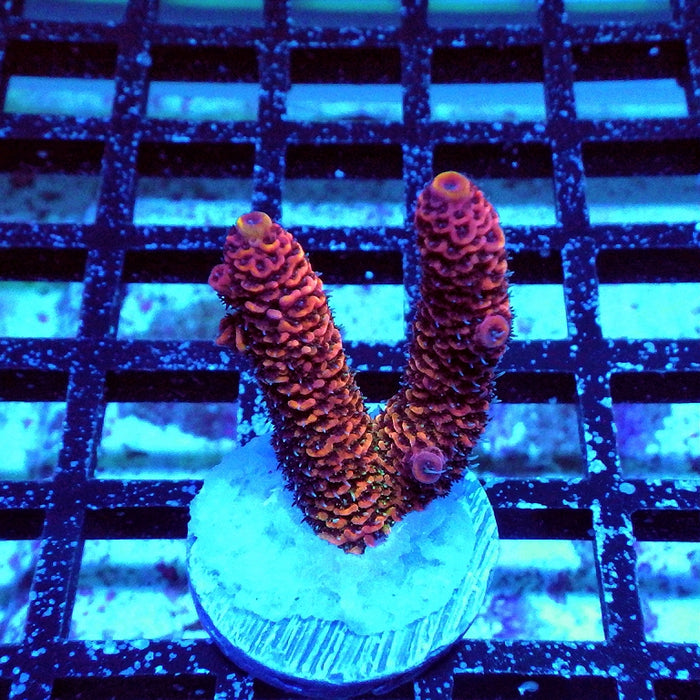 Millepora Rainbow Premium