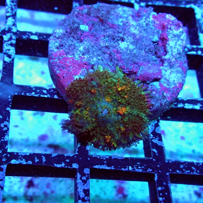 Rainbow Bubble Rhodactis
