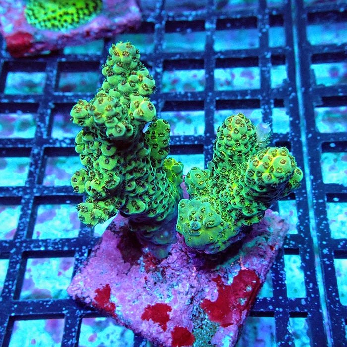 Acro Colony