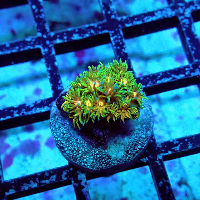 Goniopora Ultra
