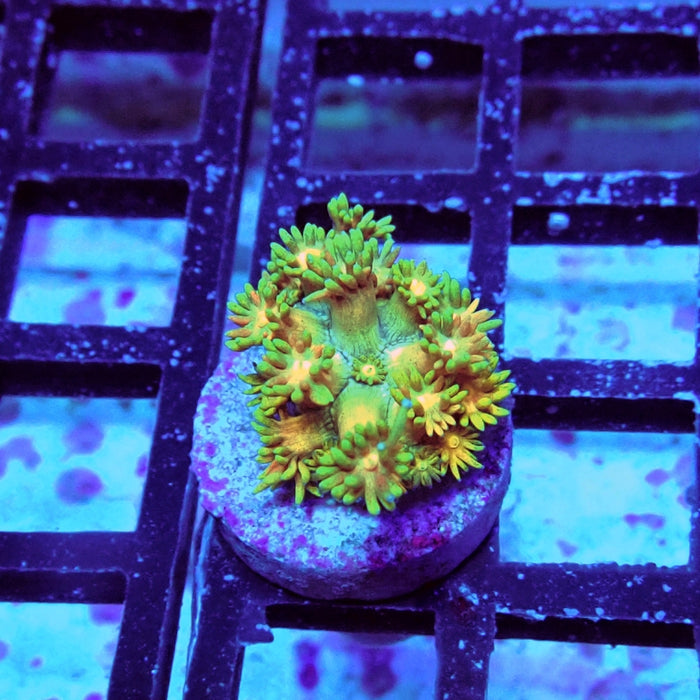 Goniopora Ultra