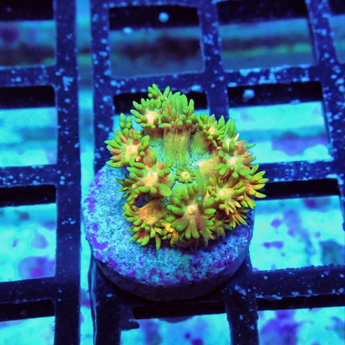Goniopora Ultra