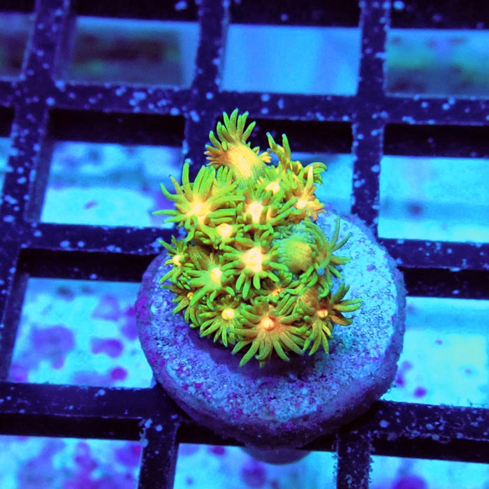 Goniopora Ultra
