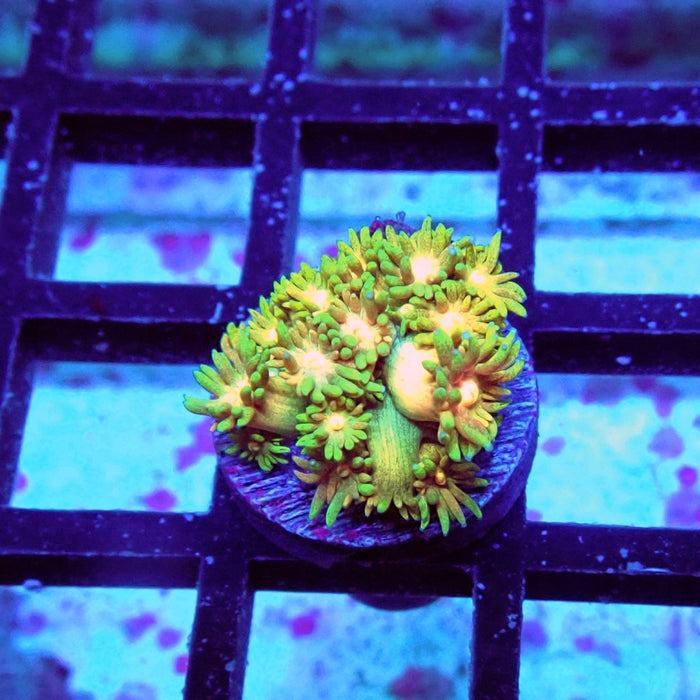 Goniopora Ultra