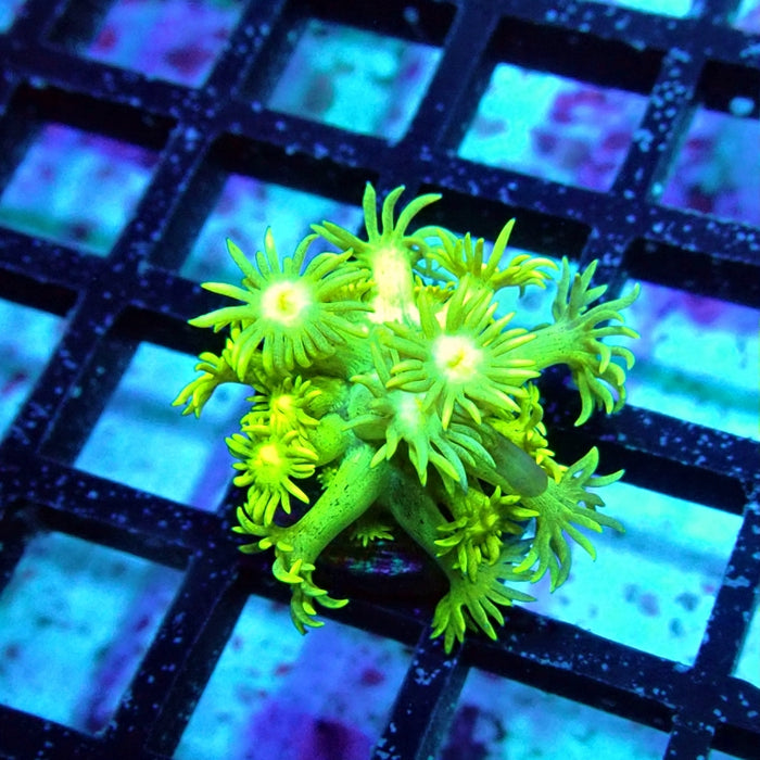 Goniopora Ultra