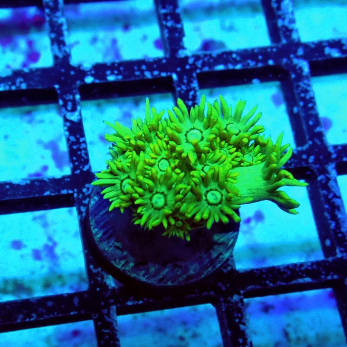 Goniopora Ultra