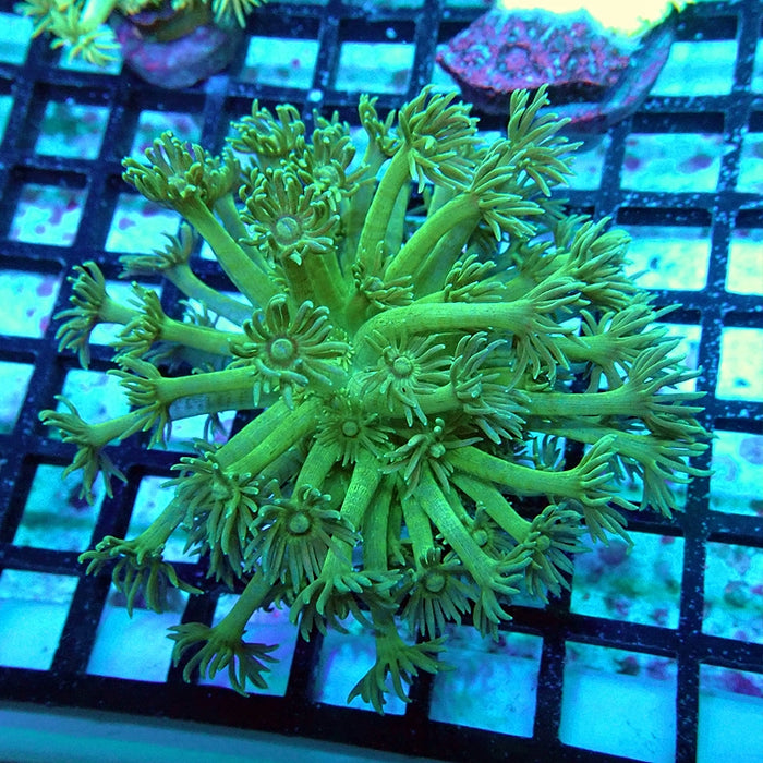 Goniopora