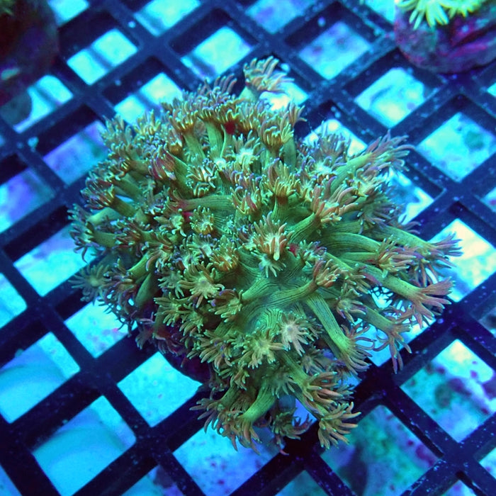 Goniopora