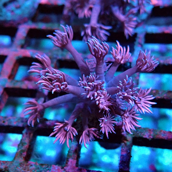 Goniopora