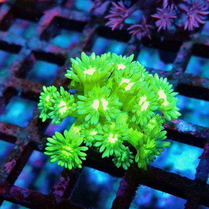 Goniopora Ultra