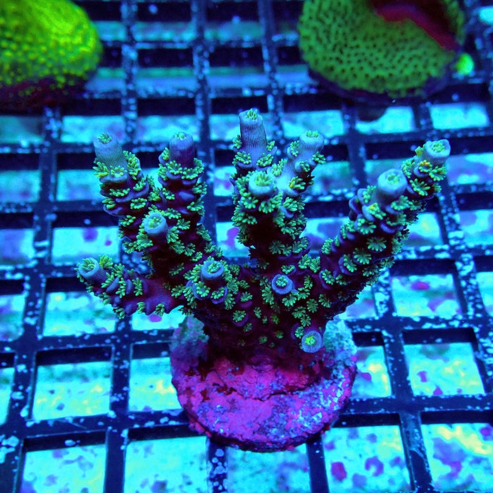 Acro Mini Colony