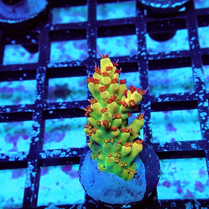 REx Fuzzy Tricolor Acro