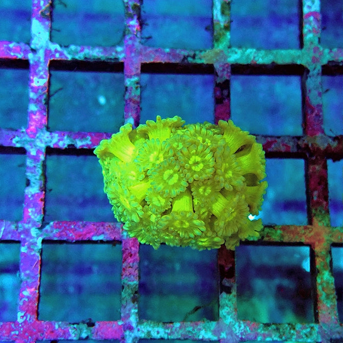 Goniopora Bright