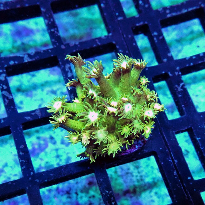 Goniopora Ultra