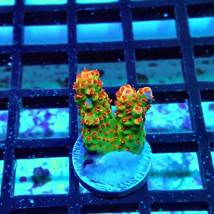 REx Red-Orange Firework Acro