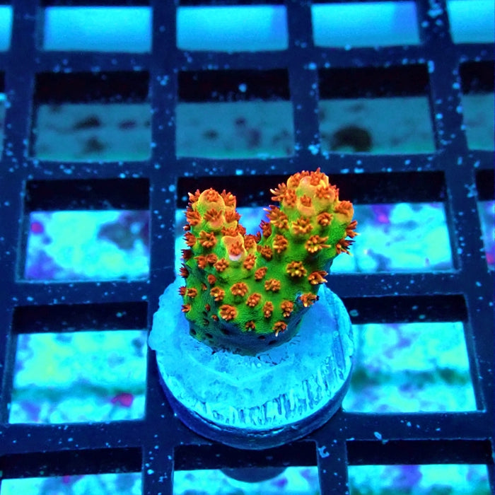 REx Red-Orange Firework Acro