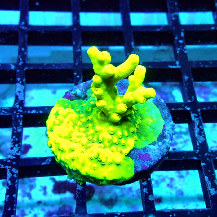 REx Super Yellow Elegance Acro