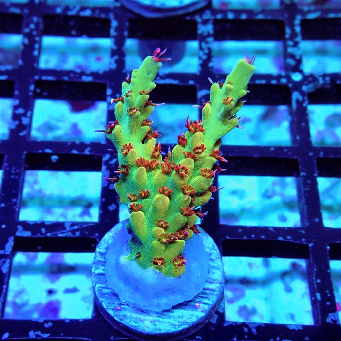 REx Fuzzy Tricolor Acro