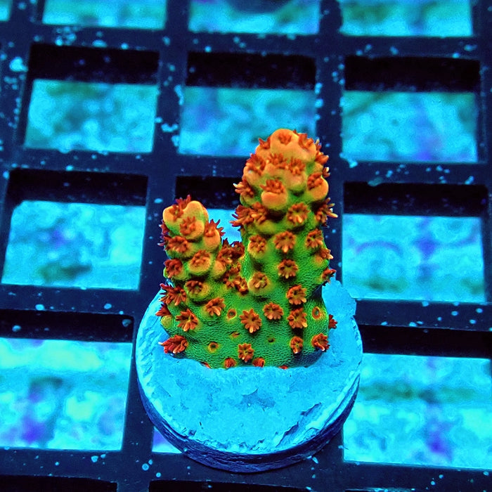 REx Red-Orange Firework Acro